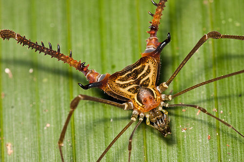 Opiliones Wiki