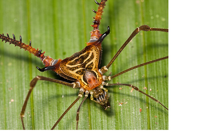 Opiliones Wiki