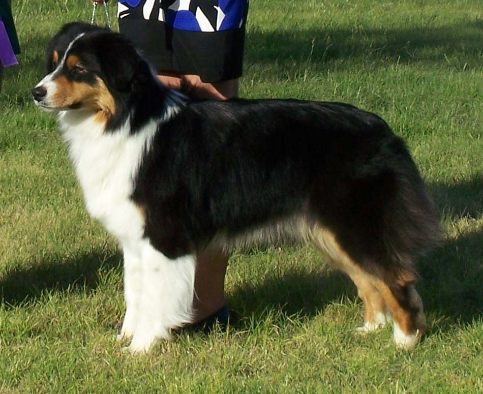 Australian Shepherd - SAKC Dogs Wiki