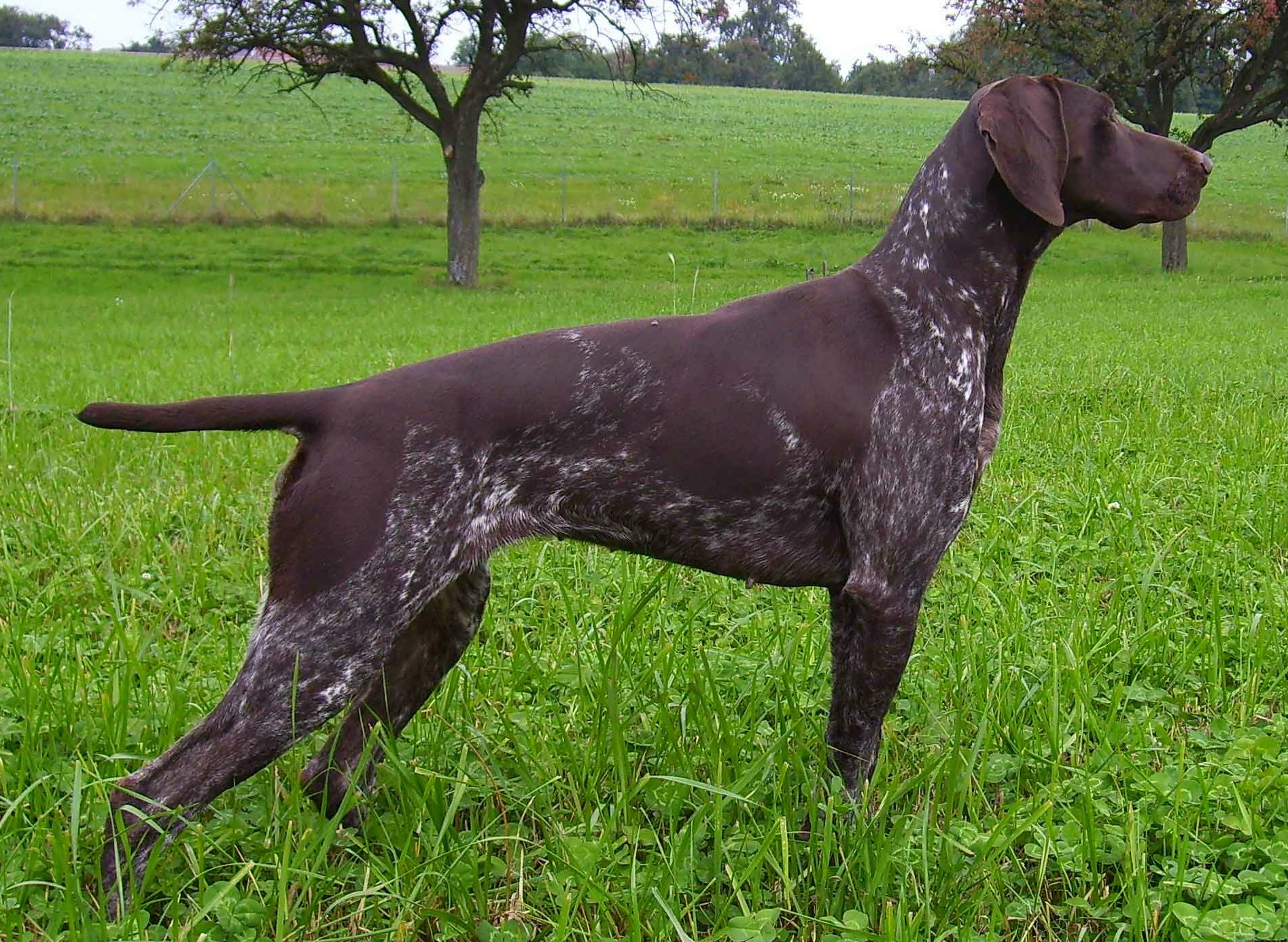 German Shorthaired Pointer - SAKC Dogs Wiki