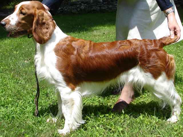 Welsh Springer Spaniel Grooming Standard