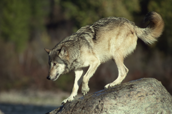 Image - Profile of jumping grey wolf.jpg - Wolves of the beyond Wiki