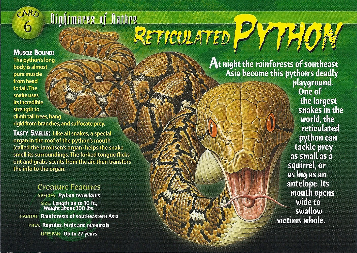 Reticulated python wierd n wild creatures wiki
