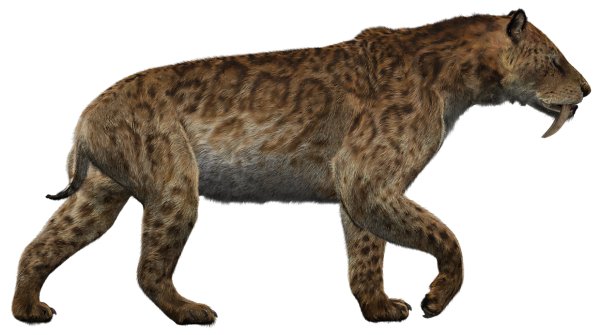 Smilodon - Walking With Wikis - the free Walking with... encyclopedia