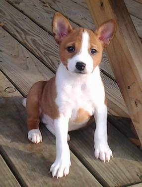 Image - Basenji-Puppy-Pictures.jpeg - Poochpedia - Wikia