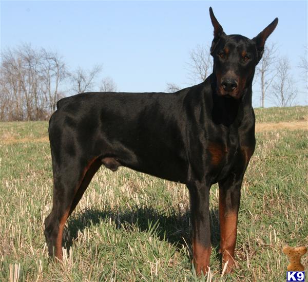 Doberman Pinscher Snarling | [#] Lunawsome