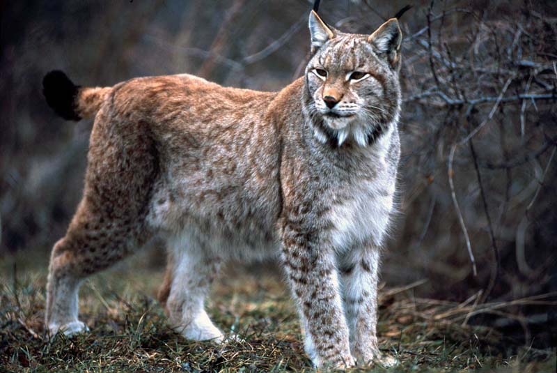 Lince - Wiki Mundo Animal