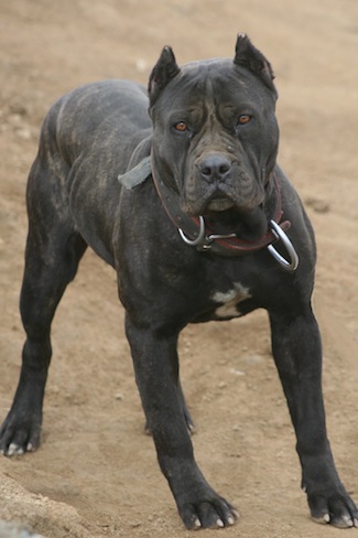 Image - Ambullneo mastiff.JPG - Poochpedia