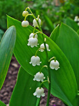 Convallaria majalis 0002s